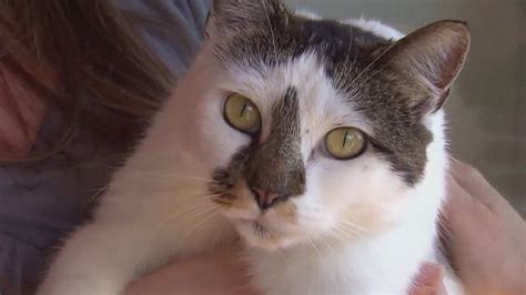 2 Oregon Cats Die From Bird Flu 2 Oregon Cats Die From Bird Flu