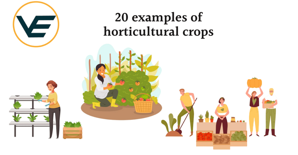20 Examples Of Cash Crops 20 Examples Of Cash Crops