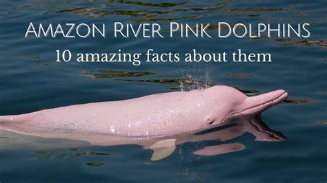5 Facts About The Amazon Pink River Dolphin 5 Facts About The Amazon Pink River Dolphin