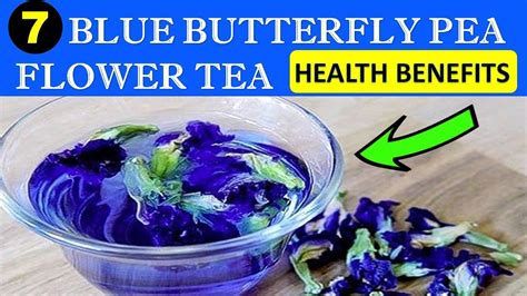7 Butterfly Blue Pea Tea Benefits 7 Butterfly Blue Pea Tea Benefits