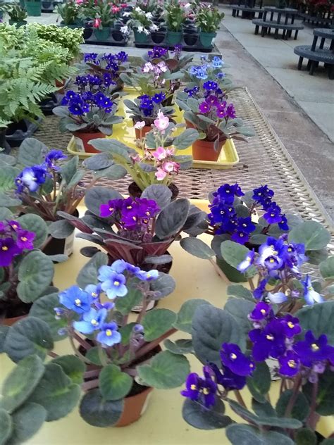 African Violet Care African Violet Care