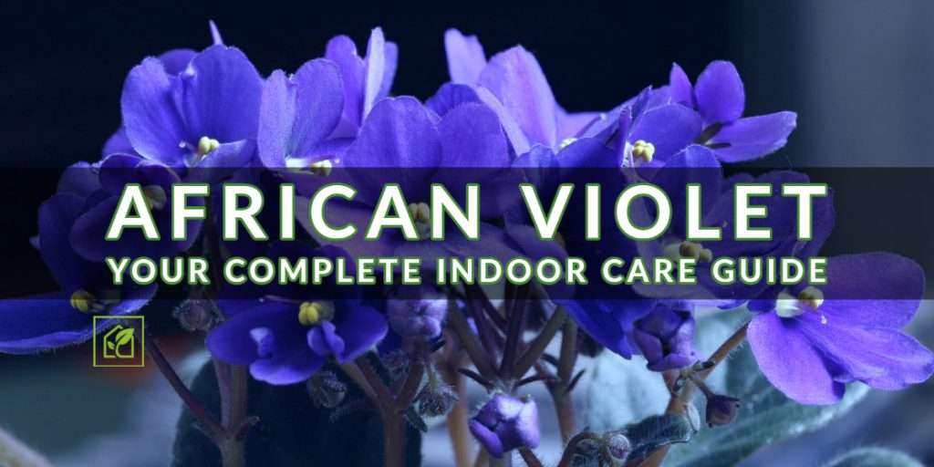 African Violet Your Complete Indoor Care Guide Indoor Gardening African Violet Your Complete Indoor Care Guide Indoor Gardening