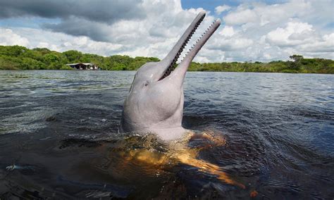 Amazon River Dolphin (Pink Dolphins) Species Wwf, 58% Off Amazon River Dolphin (Pink Dolphins) Species Wwf, 58% Off