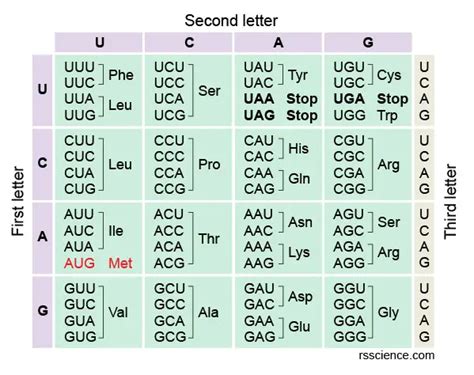 Amino Acid Codon Chart
