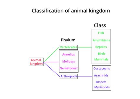 Animal Kingdom Classification Chart