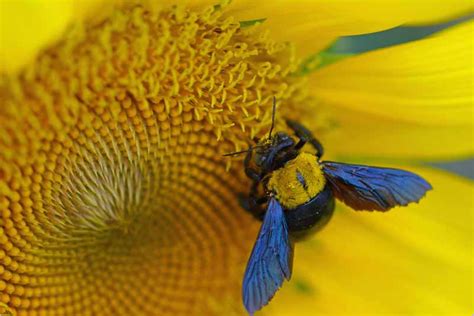 Are Carpenter Bees Pollinators