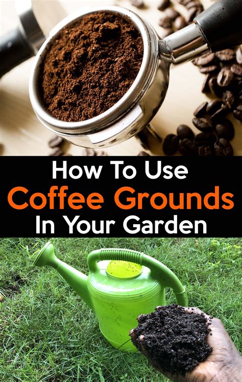 Are Coffee Grounds Good For Plants