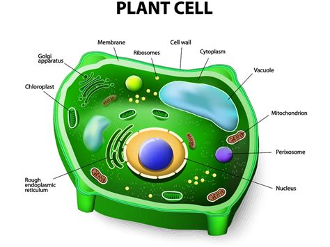 Are Plants Prokaryotic Or Eukaryotic