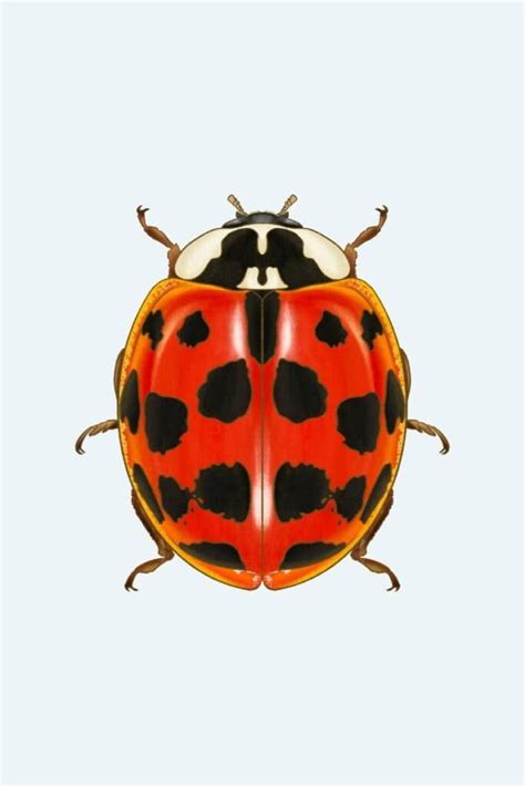 Asian Lady Beetle Identification Control Mmpc Pest Library Asian Lady Beetle Identification Control Mmpc Pest Library