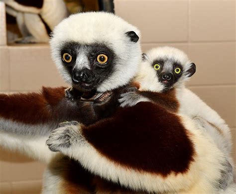 Baby Sifakas Born At The Duke Lemur Center Baby Sifakas Born At The Duke Lemur Center