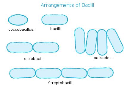 5 Baccili Game Tips