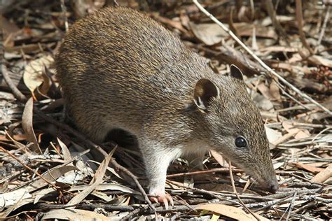 Bilby or Bandicoot Animal Facts
