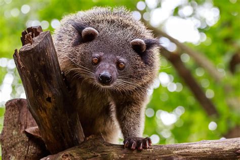 Bearcat Worldatlas Bearcat Worldatlas