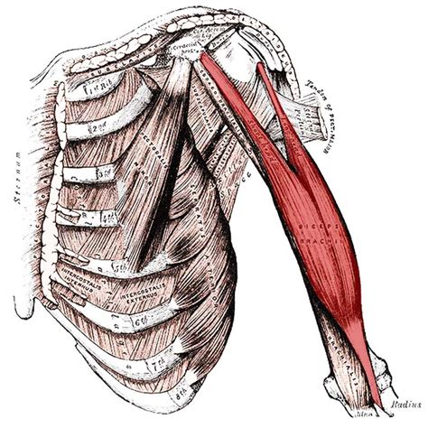 Biceps Insertion And Origin