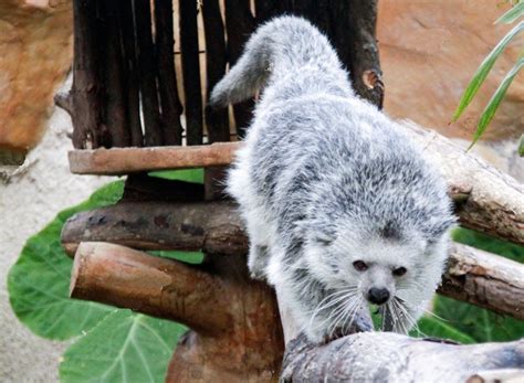 Binturong Albino Binturong Albino