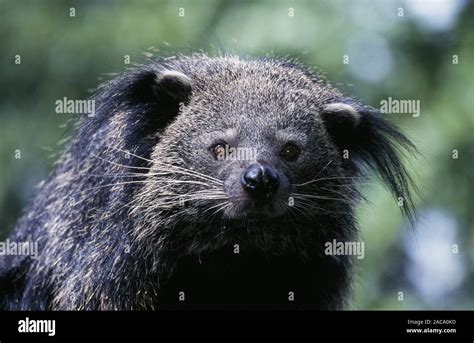 Binturong Arctictis Binturong Asian Bear Cat Palawan Bearcat Stock Binturong Arctictis Binturong Asian Bear Cat Palawan Bearcat Stock