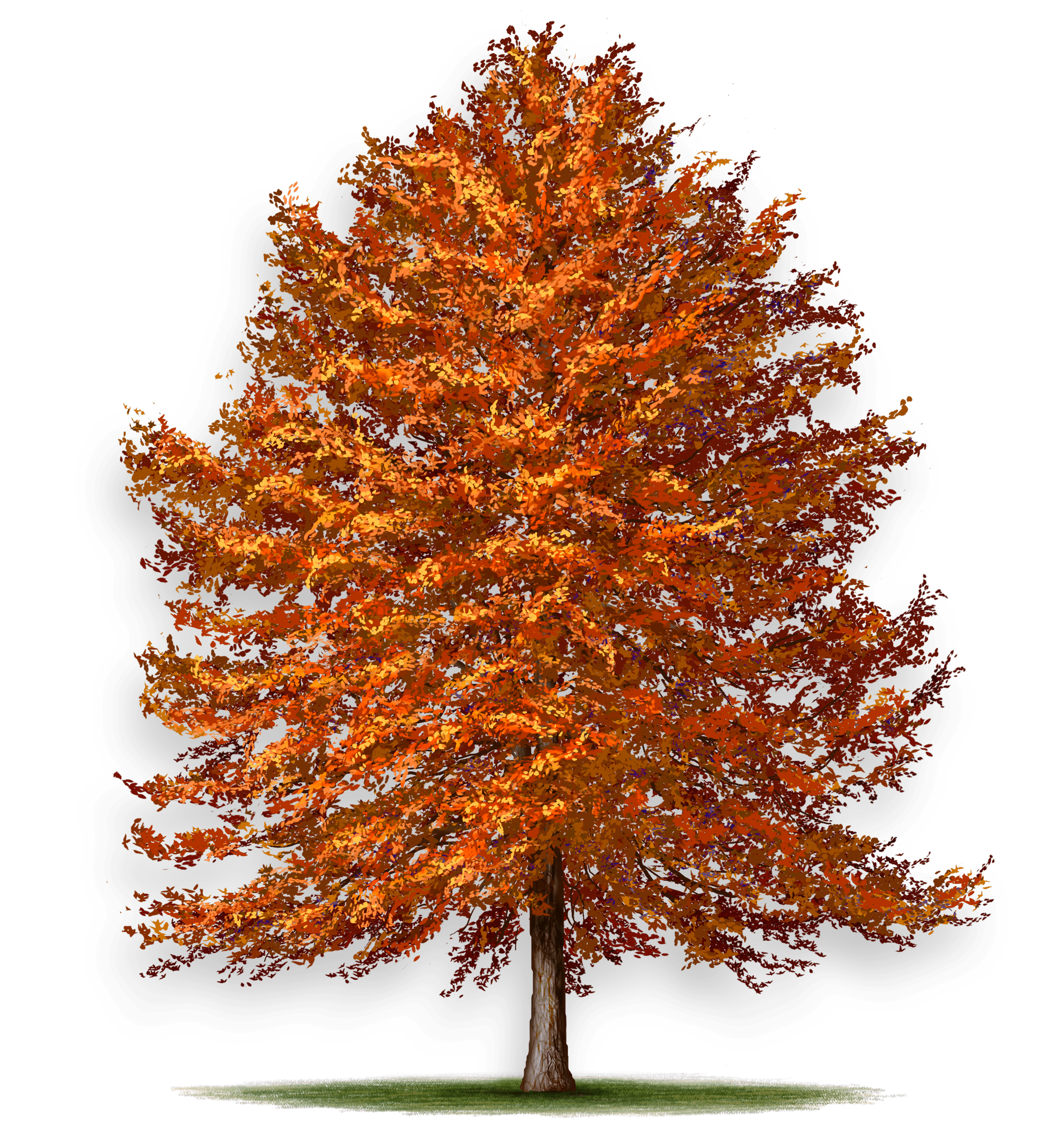 Black Tupelo Tree