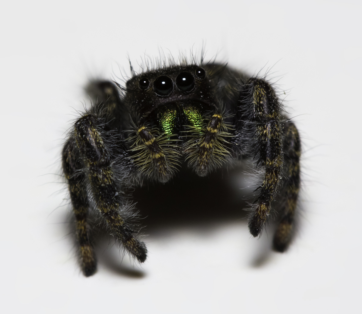 Bold Jumping Spider Bold Jumping Spider