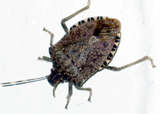 Box Elder Beetle