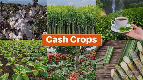 Cash Crop Cash Crop