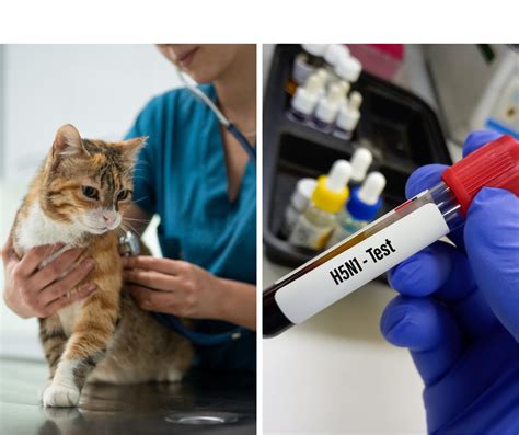 Cats Bird Flu Up To 5 House Cats Ill As Virus Found In 2Nd Raw Pet Food Brand California Health Officials Say Abc11 Raleigh Durham Cats Bird Flu Up To 5 House Cats Ill As Virus Found In 2Nd Raw Pet Food Brand California Health Officials Say Abc11 Raleigh Durham