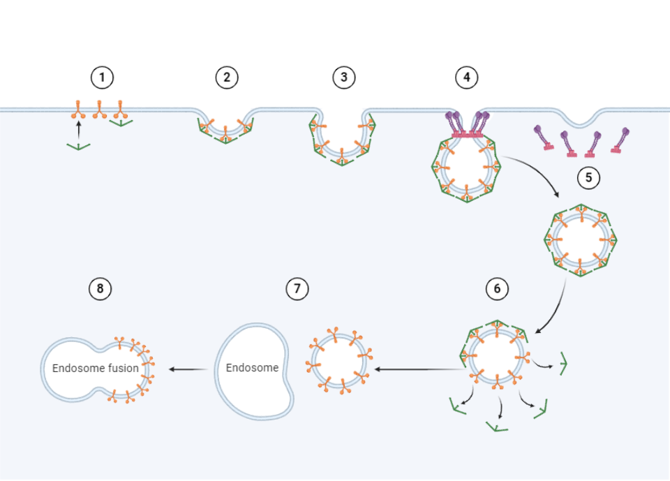 Clathrin Mediated Endocytosis Is Responsible For The Lysosomal Degradation Of Dopamine D3 Receptor Sciencedirect Clathrin Mediated Endocytosis Is Responsible For The Lysosomal Degradation Of Dopamine D3 Receptor Sciencedirect