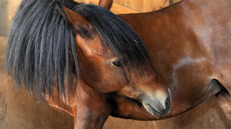 Colic On A Horse