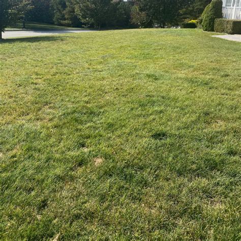 Common Lawn Problems Lawn Doctor Of South Shore Common Lawn Problems Lawn Doctor Of South Shore
