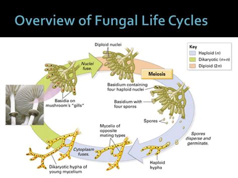 Comprehensive Overview Of Fungal And Animal Evolution Comprehensive Comprehensive Overview Of Fungal And Animal Evolution Comprehensive