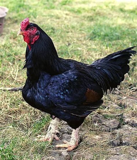 Cornish Chicken The Cornish Or Indian Game Is A Breed Of Chicken From Cornish Chicken The Cornish Or Indian Game Is A Breed Of Chicken From