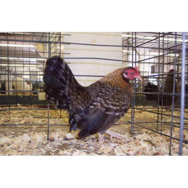 Crele Old English Game Bantam Chickens Cackle Hatchery Crele Old English Game Bantam Chickens Cackle Hatchery