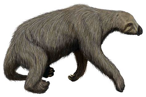 Data Dump West Texas Sloth Dung Find Brings The Ice Age To Life Marfa Public Radio Radio For A Wide Range