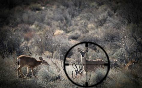 Deer Population Control Change My Ozarks Online Deer Population Control Change My Ozarks Online