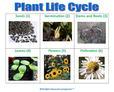Describe The 3 Lifecycle Types Of A Plant.