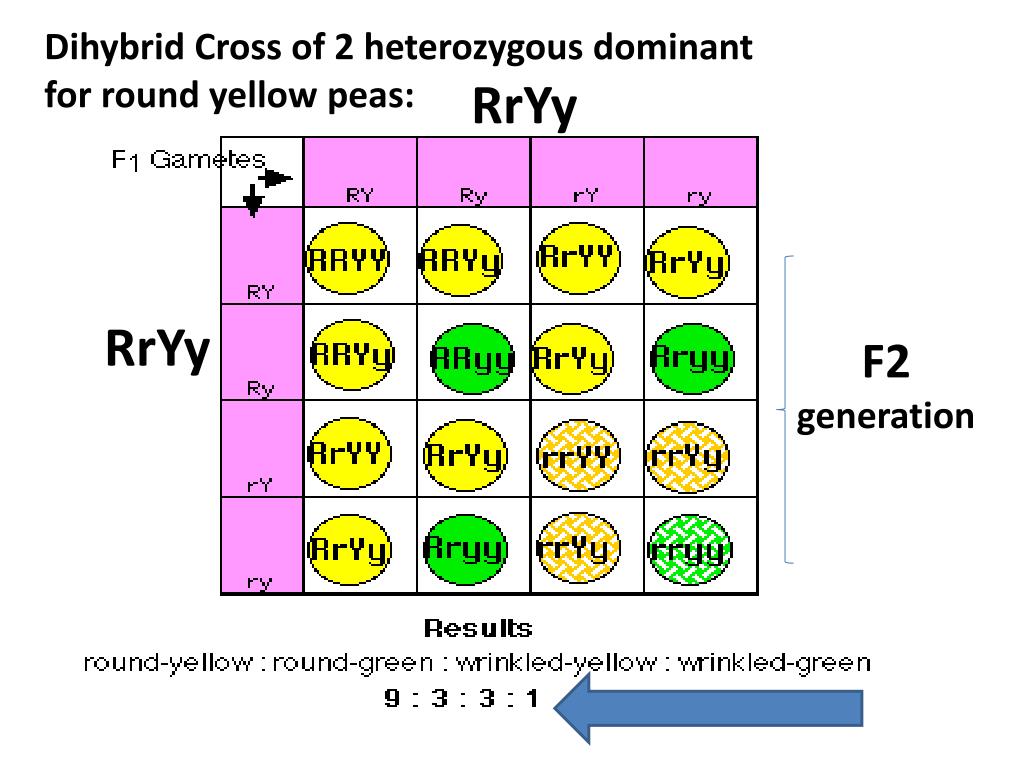 Dihybrid Cross Punnett Square