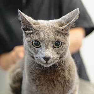 Discount Vet Near Me