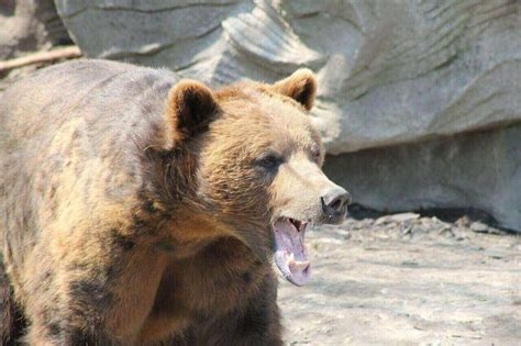 Do Bears Eat Deer