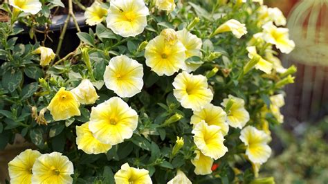 Do Petunias Need Full Sun