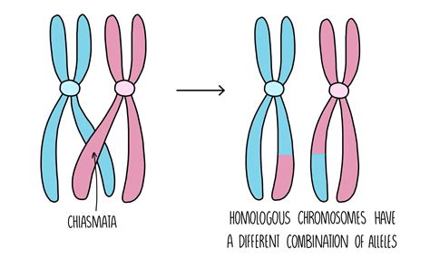 Does Crossing Over Occur In Mitosis