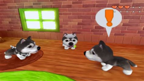 5 Dog Island Tips