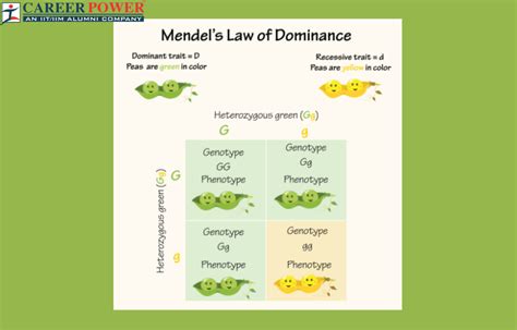 Understanding Dominance