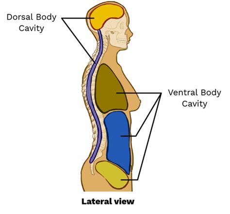 Dorsal Body Cavity