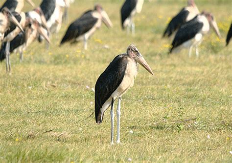 Drama As Marabou Stork Sh Ts In Makerere Student S Boobs Campus Bee Drama As Marabou Stork Sh Ts In Makerere Student S Boobs Campus Bee