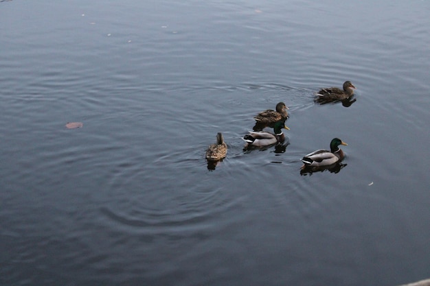 5 Duck Pond Games 5 Duck Pond Games
