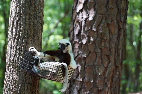 Durham Lemur Center