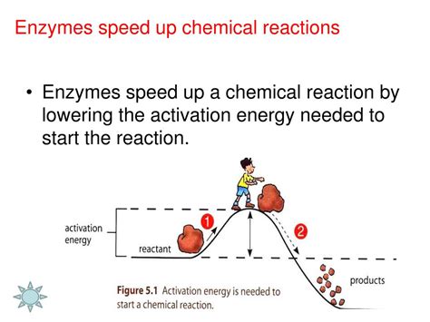Energy Chemical Reactions And Enzymes Ppt Download Energy Chemical Reactions And Enzymes Ppt Download