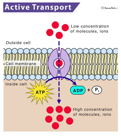Examples Of Active Transport