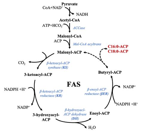 Fatty Acid Synthesis