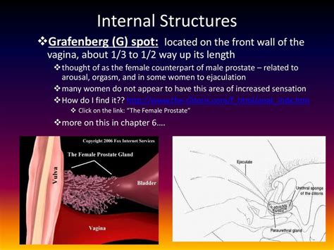 Female G Spot Location Female G Spot Location