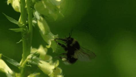 Flight Of The Bumblebee Gif Bumblebee Flights Slowmotion Discover Flight Of The Bumblebee Gif Bumblebee Flights Slowmotion Discover